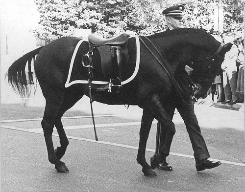 Black Jack Riderless Horse