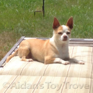 Lenny the Perfect Dog