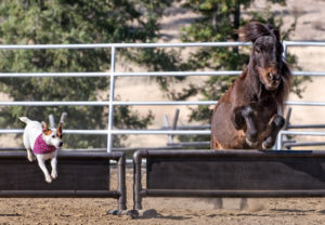 Dynamic Duo Dally and Spanky