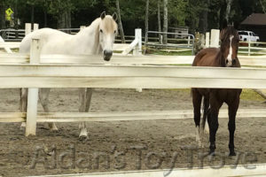 Baya and May