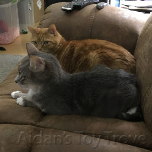 Cats Alex and Wendol